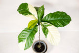 Coffea madurensis variegata