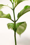 Coffea madurensis variegata