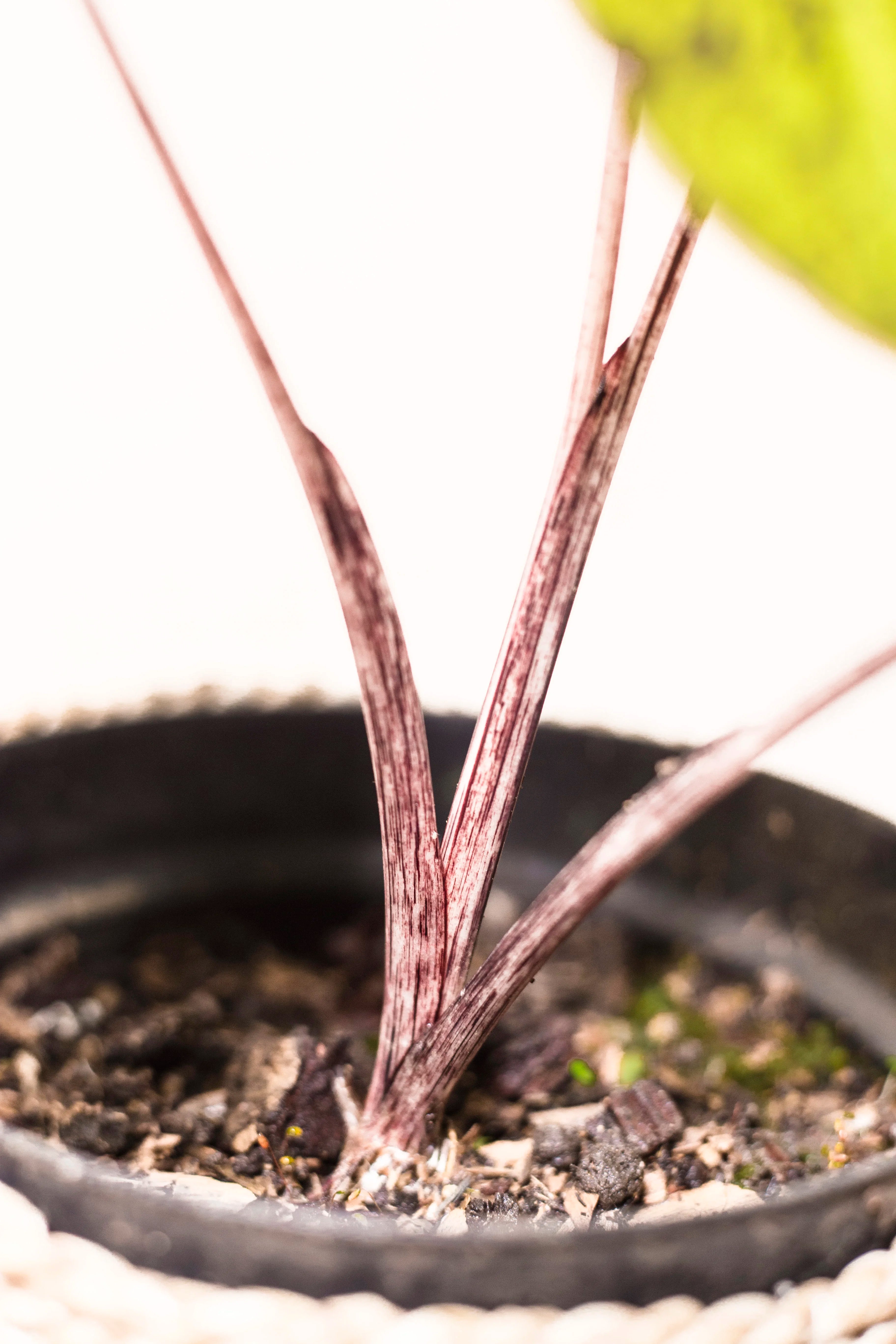 Colocasia esculenta "Mojito"