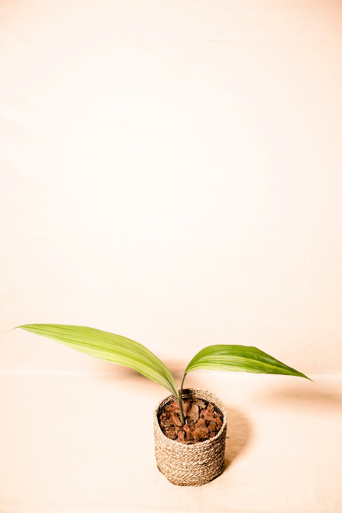 Curculigo latifolia variegata
