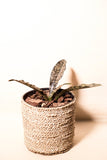 Dracaena pethera "Coppertone"