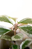 Elatostema latifolium