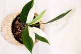Epipremnum papuanum variegata