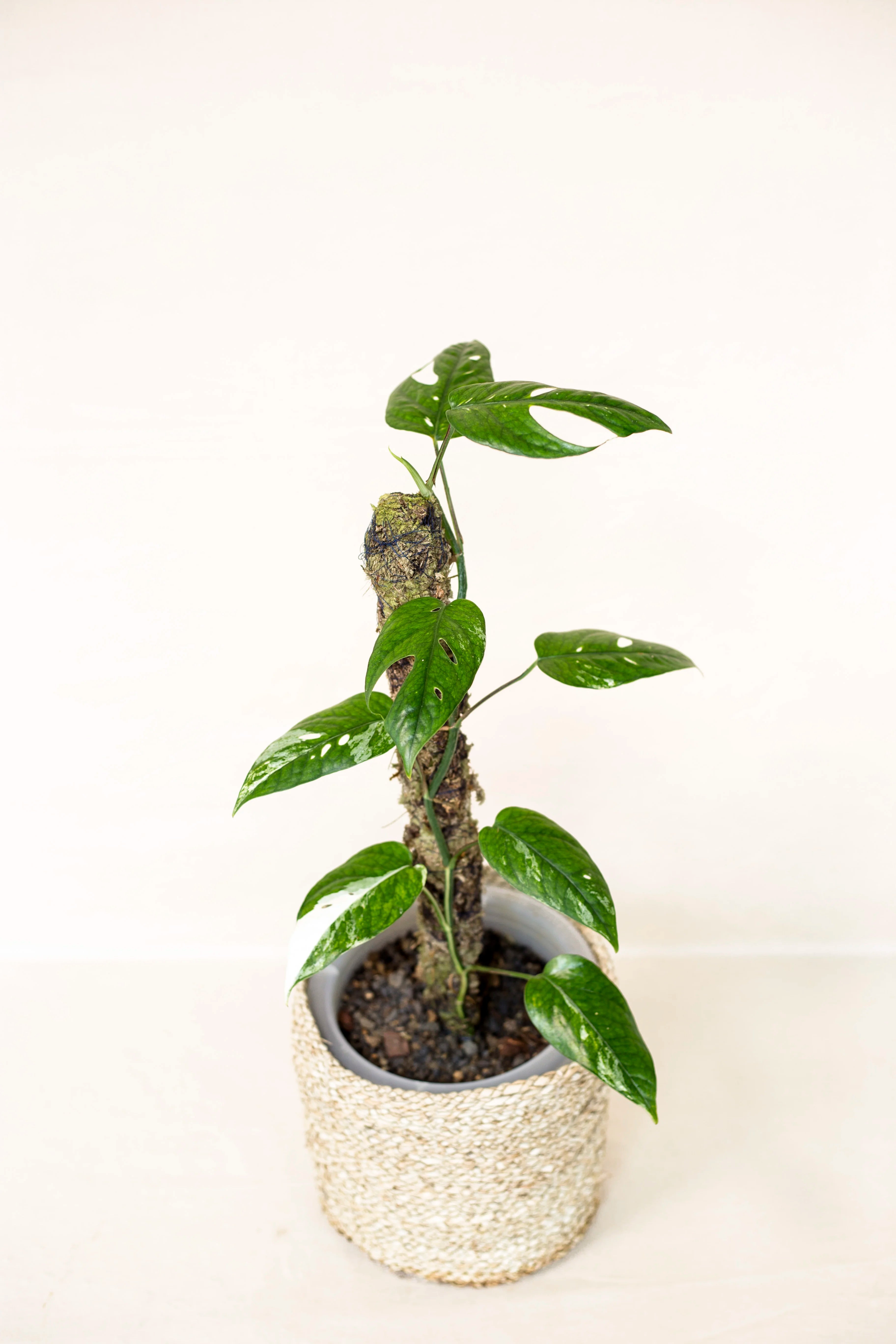 Epipremnum pinnatum sp. Sulawesi variegata
