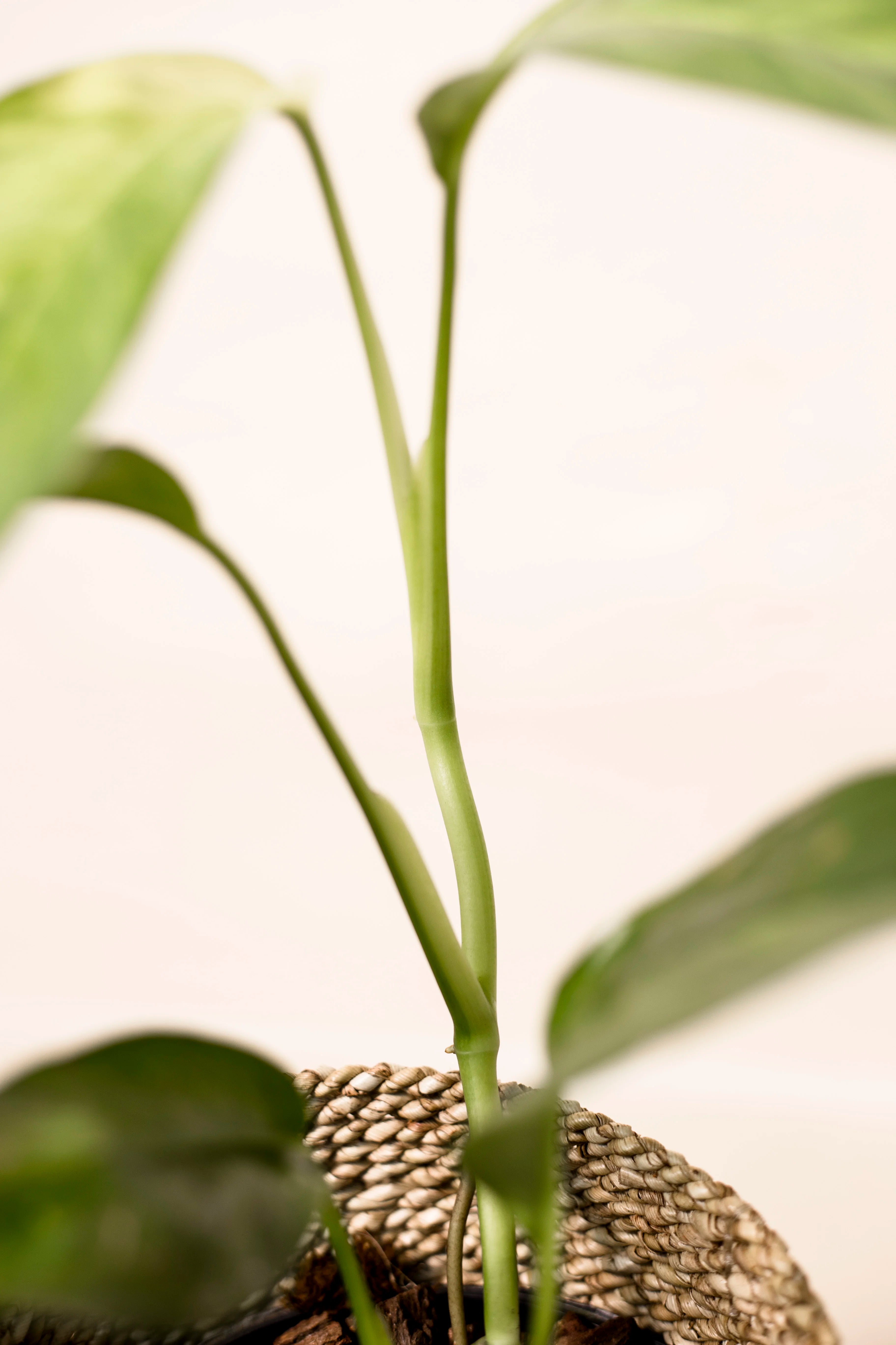 Epipremnum sp. Salaka variegata