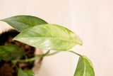 Epipremnum sp. Salaka variegata