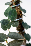 Ficus villosa