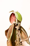 Hoya buntokensis