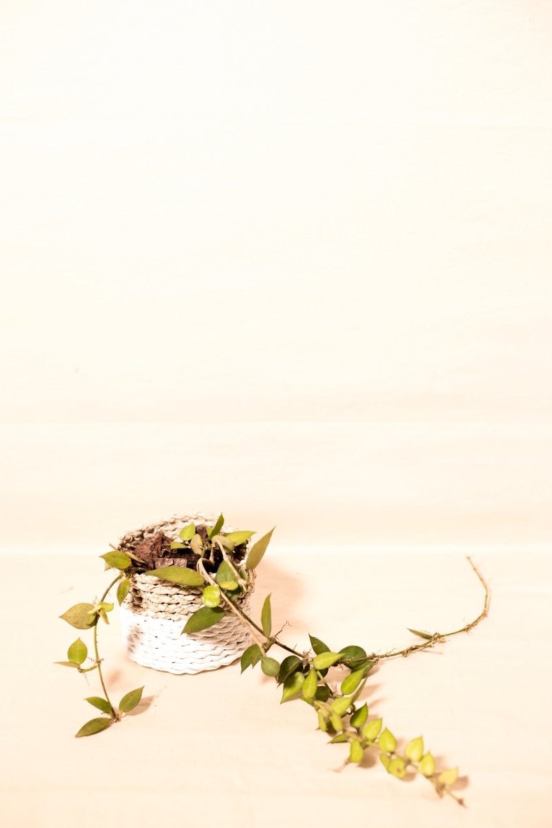 Hoya carnosa "Krimson Queen/Tricolor" variegata
