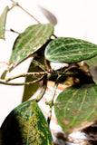 Hoya macrophylla