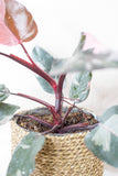Philodendron pink princess marble