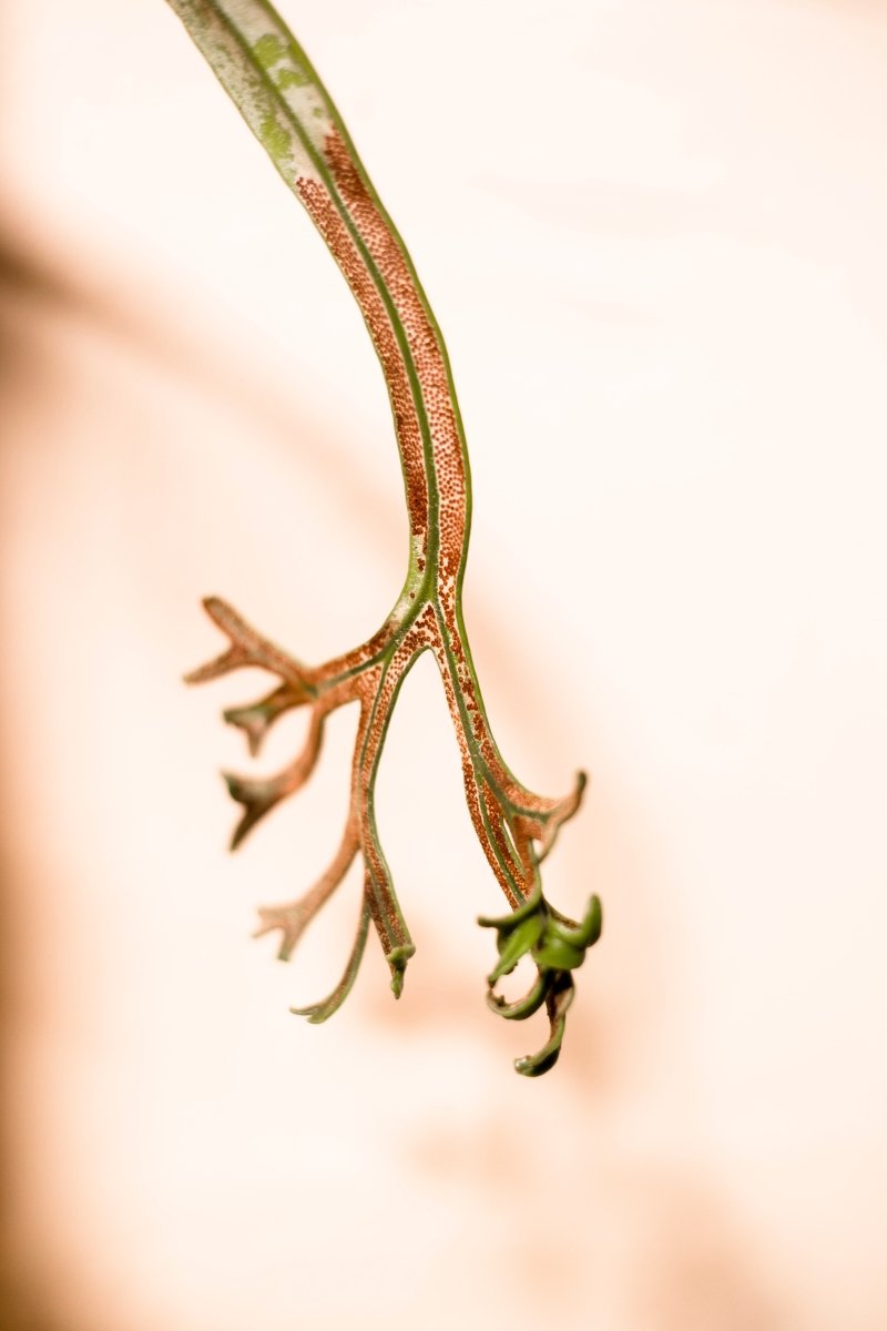 Pyrrosia longifolia var. cristata