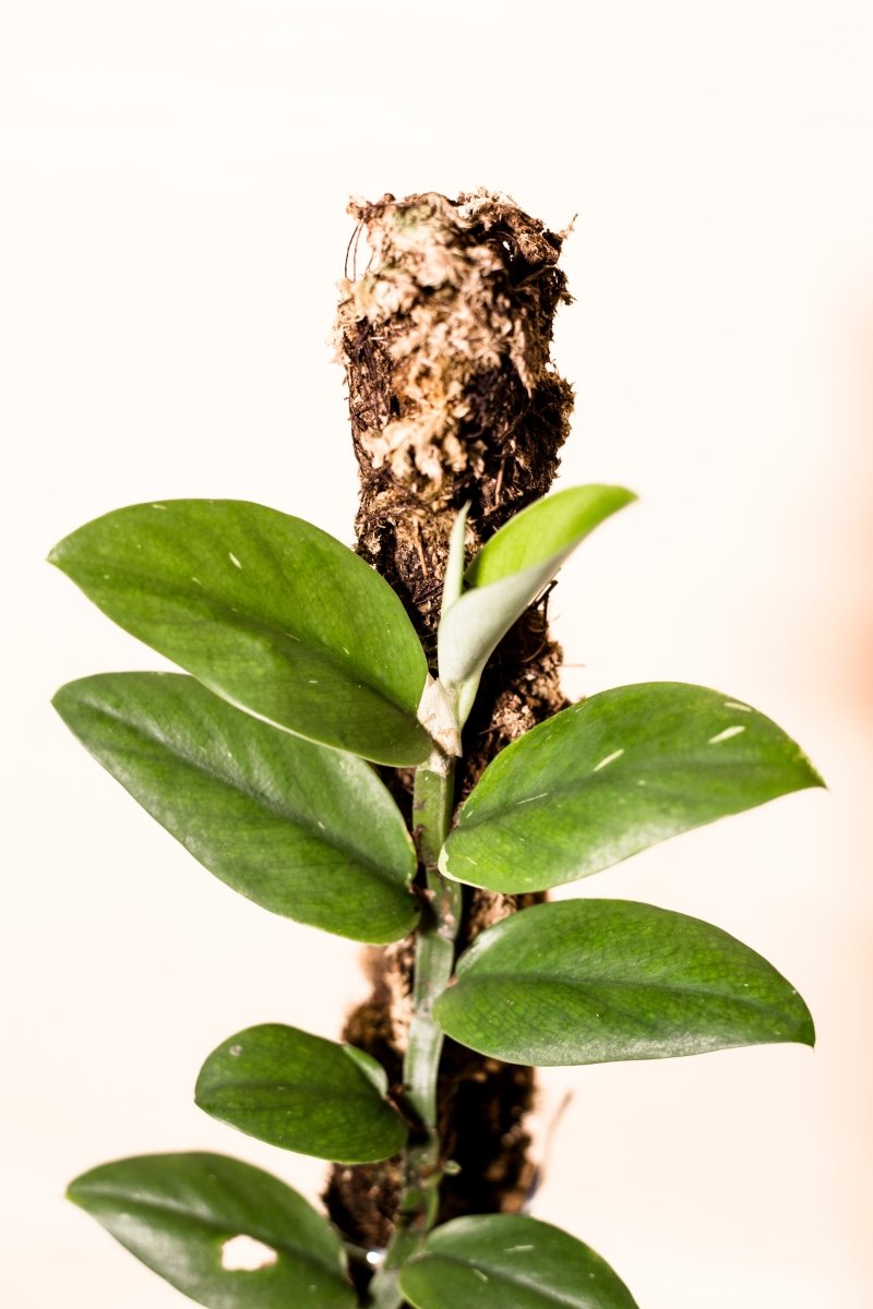 Rhaphidophora crassifolia variegata
