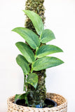 Rhaphidophora latevaginata variegata
