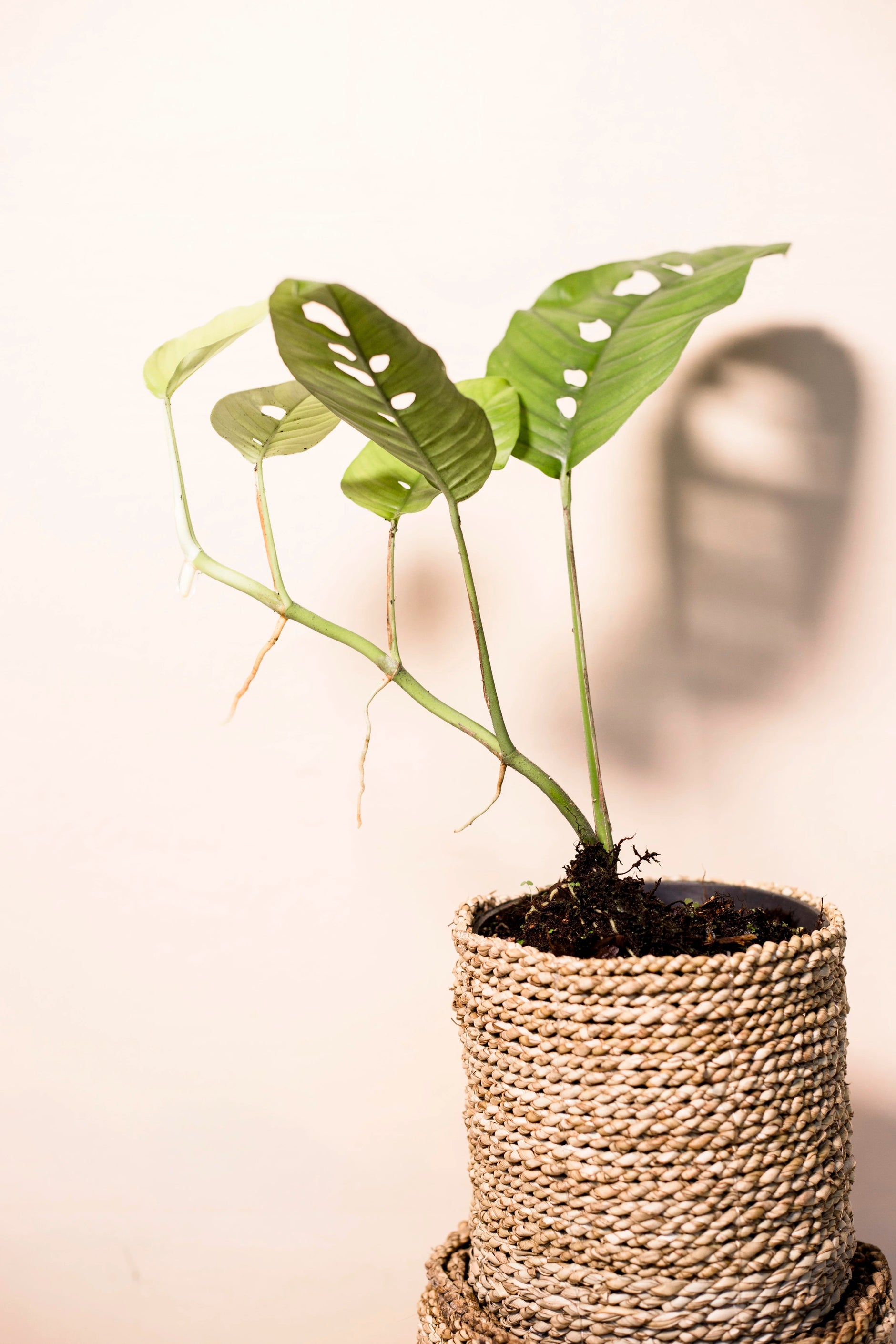 rhaphidophora-puberula-