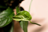 Scindapsus perakensis variegata