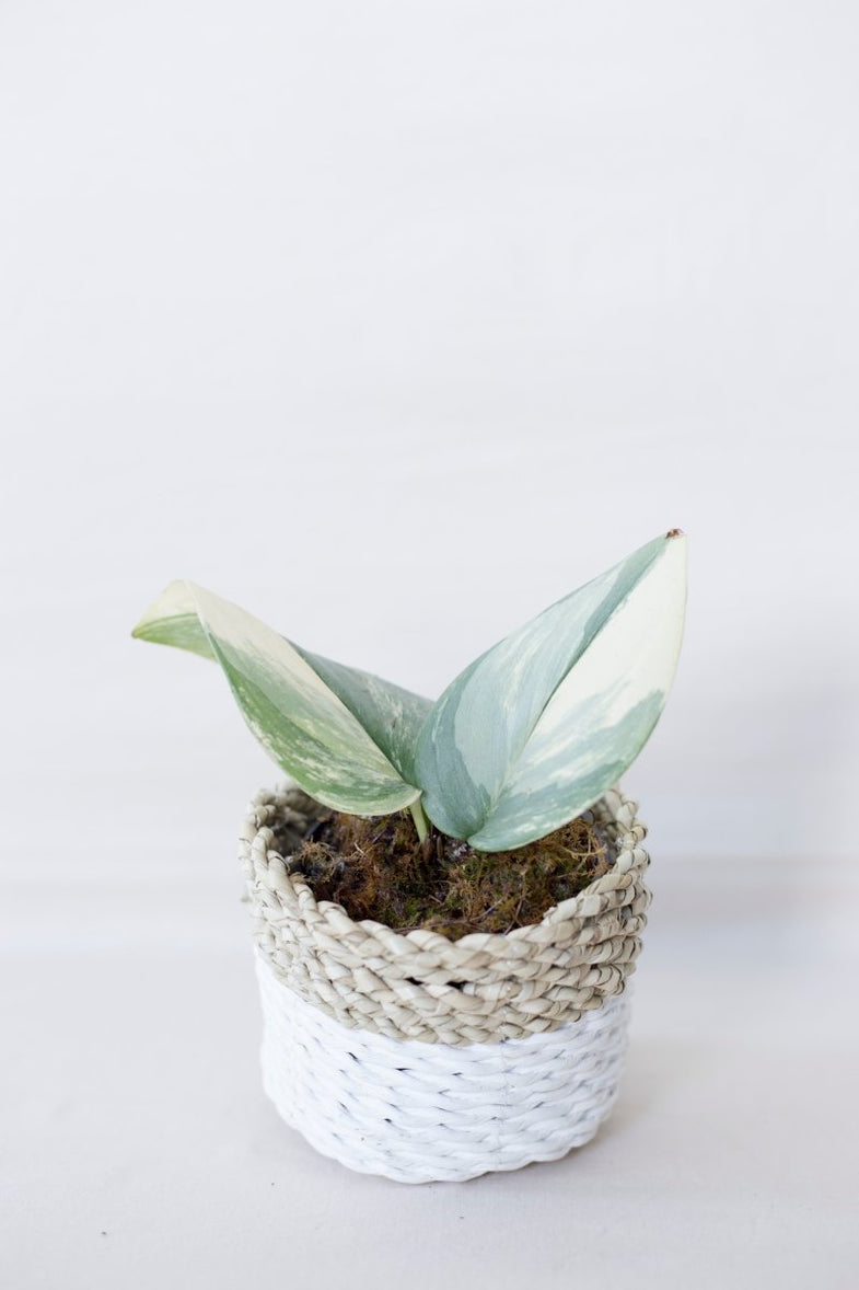 Scindapsus - Nusaplant Scindapsus - Nusaplant
