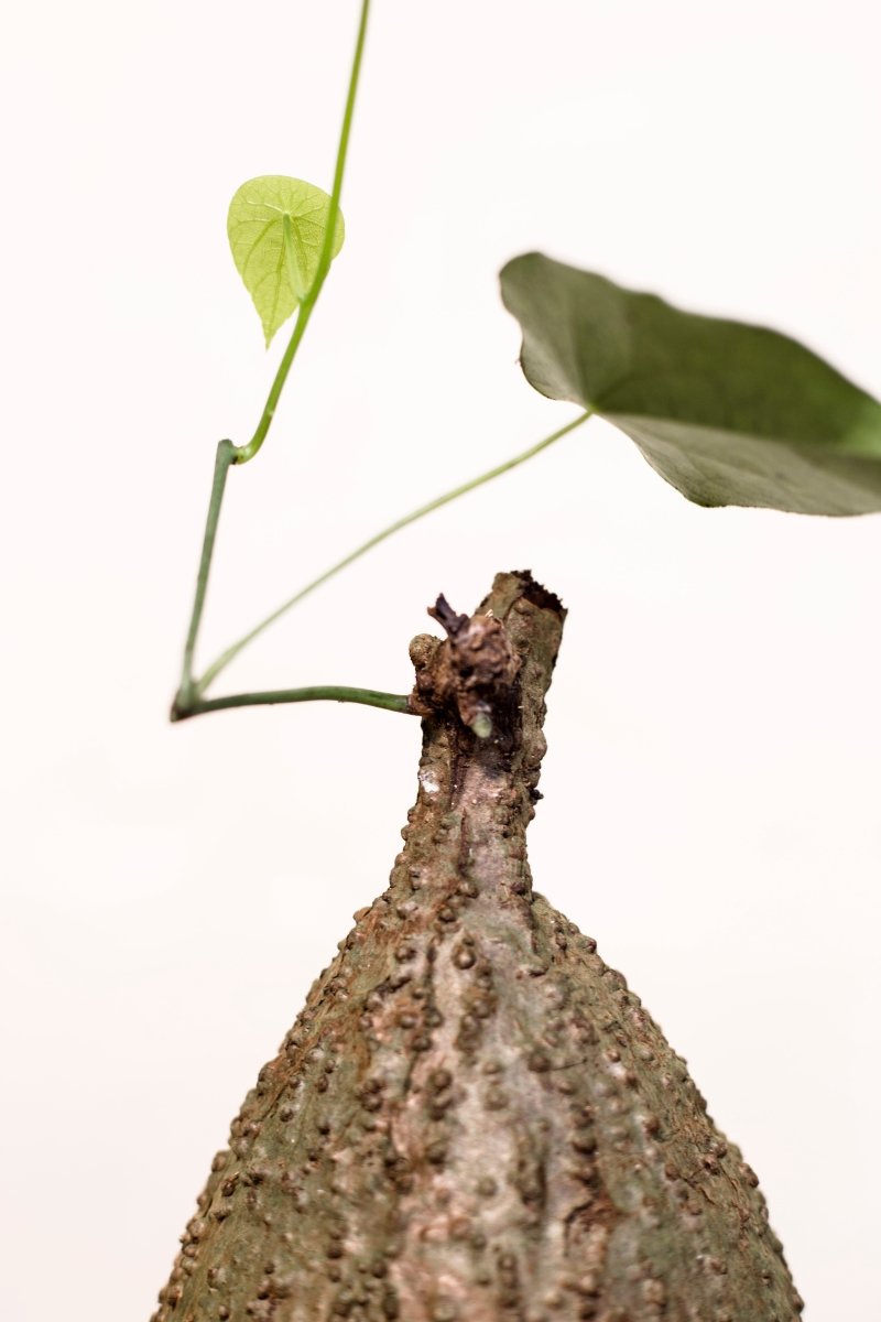 Stephania japonica