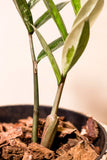 Zamioculcas zamiifolia variegata