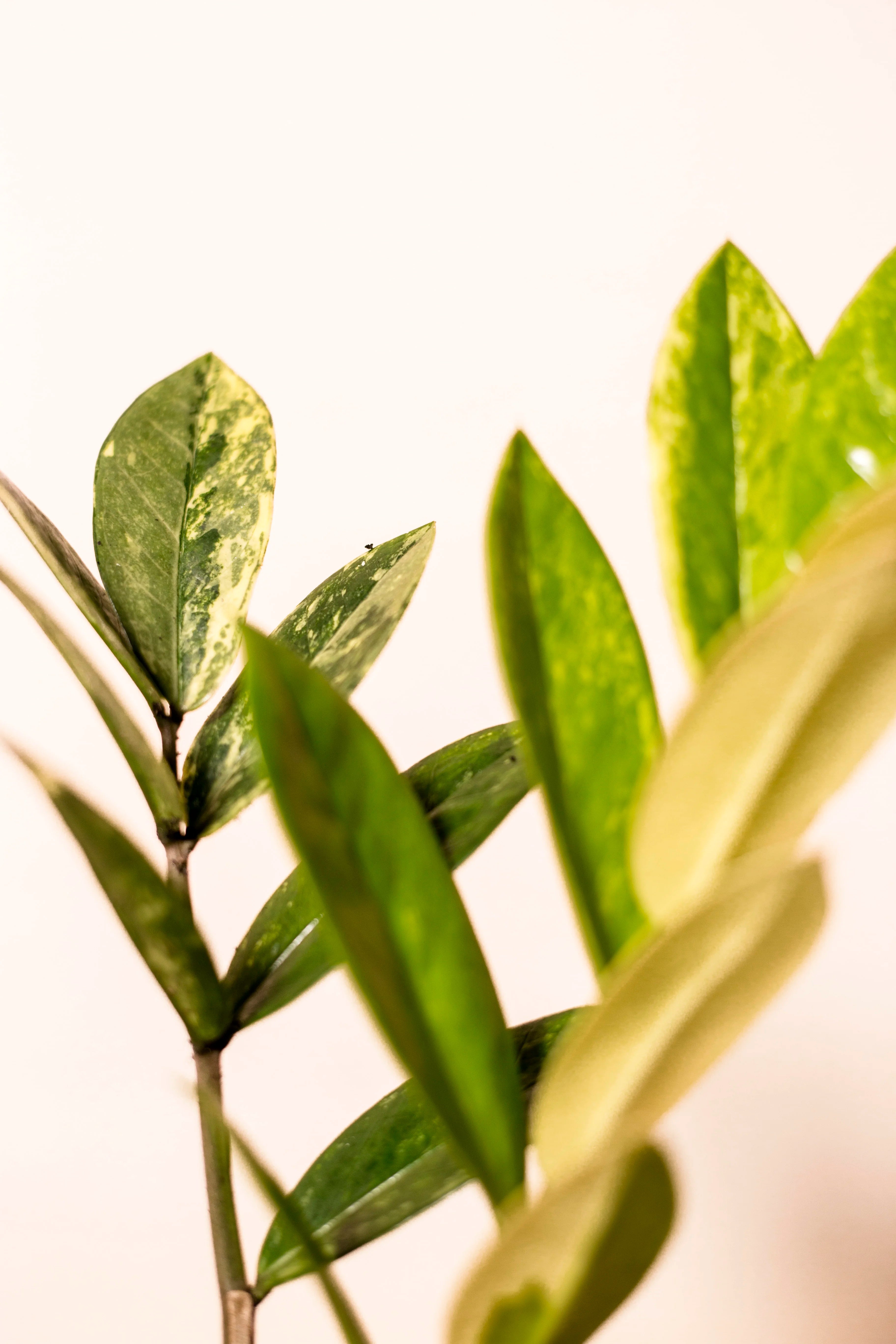 Zamioculcas zamiifolia variegata